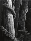 ADAMS, ANSEL (1902-1984) Studies in texture, a selection of 14 photographs.